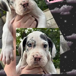 EMBER - Harlequin female Great Dane puppy in Bolivar, New York from Prophecy Danes