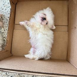 Buzz - Cream male Pekingese puppy in Clinton, Tennessee from Gracelands Pekingese