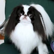Japanese Chins from Fleur de PassyTM️ Japanese Chin