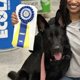 Yuki - German Shepherd