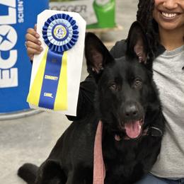 Yuki - German Shepherd