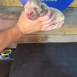 First Pick - Golden male Golden Retriever puppy in Kimberly, Idaho from Burr Oak Hills Kennel