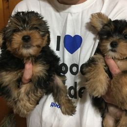 Assorted Doodle Crosses, Double Doodle, Maltipoo, Morkie, and Yorkipoo Puppies from Danza Bolo