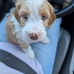 Maple - Bernedoodle puppy from Asbury & Co Farms