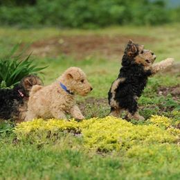 Lakeland Terriers from Clifftops Lakeland Terriers