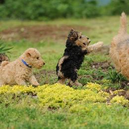 Lakeland Terriers from Clifftops Lakeland Terriers