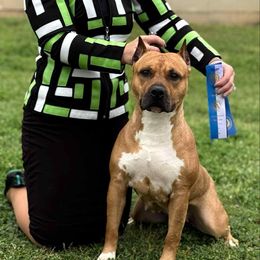 Lulu - American Staffordshire Terrier