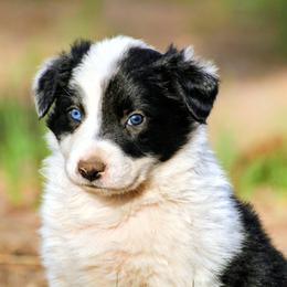Mick - Black and white male Border Collie puppy in Custer, South Dakota from Pinpoint Border Collies