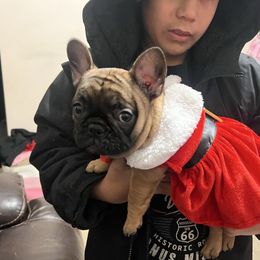 Rose AKA Red girl - Fawn female French Bulldog puppy in Berea, Kentucky from Bully Life Farms