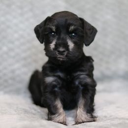 Allen - Black and silver male Miniature Schnauzer puppy in Tremonton, Utah from Rocky Mountain Schnauzer