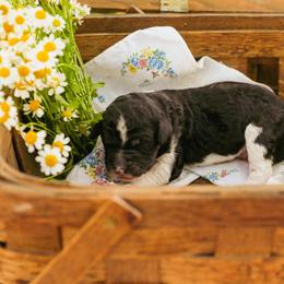 Poodle Puppies from Setting the Standard Poodles