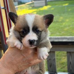 Red - Sable male Pembroke Welsh Corgi puppy in Nevada, Iowa from Rogers AKC Corgis of Iowa.