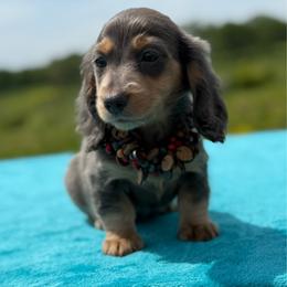 River - Blue and tan female Dachshund puppy in Lincoln, Arkansas from Red Dirt Dachshunds