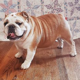 Bulldogs from Round Grove Bulldogs