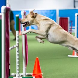 Felix  - Labrador Retriever