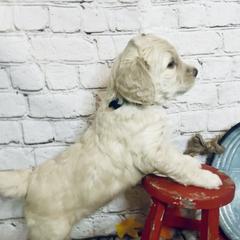 Double Doodle Puppies from North Texas Golden Mountain Doodles