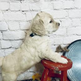 Double Doodle Puppies from North Texas Golden Mountain Doodles