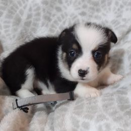 American Corgi and Pembroke Welsh Corgi Puppies from J&T Turnbull Corgis