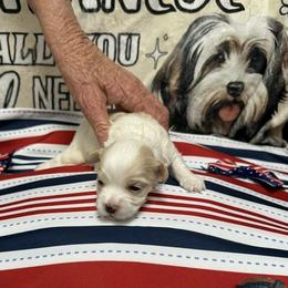 Ducess Eleanor of A Royal Havanese Court  Nell - White female Havanese puppy in North Richland Hills, Texas from A Royal Havanese Court