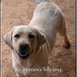 TELLY - Labrador Retriever