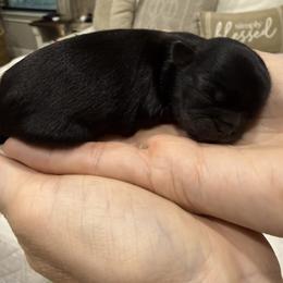 Blue Belle - Black female Shih Tzu puppy in Montgomery, Texas from Furbourne Farm