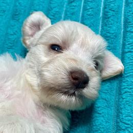 Marcus - Wheaten male Miniature Schnauzer puppy in Interlachen, Florida from Pam's Schnauzers
