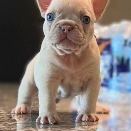 French Bulldogs from Glass House Frenchies