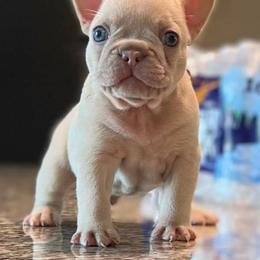 French Bulldogs from Glass House Frenchies