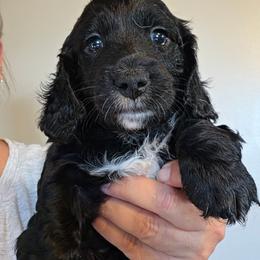 Oreo - Black male Dachshund puppy in El Paso, Texas from Mells Weenies