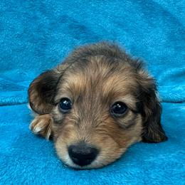 Mushroom - Red male Dachshund puppy in Memphis, Tennessee from River City Doxies