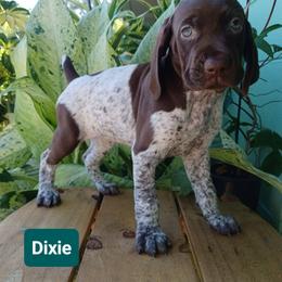Dixie - Liver roan female German Shorthaired Pointer puppy in Elberta, Alabama from Old Orchard Farm