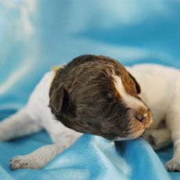 Lagotto Romagnolo Puppies from Morena