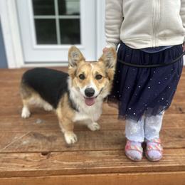 Martini - Pembroke Welsh Corgi