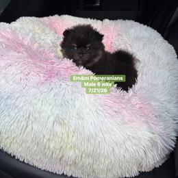 Black and tan boy 2800 no breeding rights - Black and tan male Pomeranian puppy in Kentucky from Em&M Pomeranians