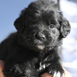 Red Collar Girl - female Golden Mountain Dog puppy in Loveland, Colorado from Grateful Bernese & Gage's Goldens