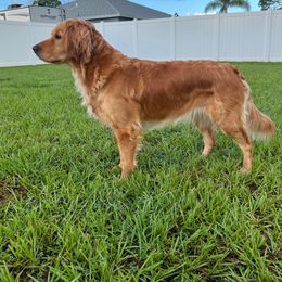 Emmie - Golden Retriever