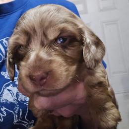Gemma's chocolate and tan dapple - Dapple female Dachshund puppy in Lyle, Washington from Wines Wienery