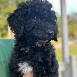 Vader - Black female Goldendoodle puppy in Gastonia, North Carolina from Crowders Creek Doodles