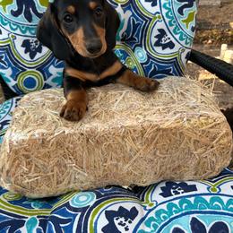Lilly - Black and tan female Dachshund puppy in San Antonio, Texas from Sunshine Sandra & Sweet Sausages