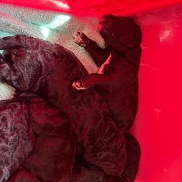 Princess - Black female Poodle puppy in Ormond Beach, Florida from Shooting Star Standard Poodles