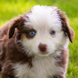 Miniature American Shepherd and Miniature Australian Shepherd Puppies from Bellewynd Acres