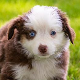 Miniature American Shepherd and Miniature Australian Shepherd Puppies from Bellewynd Acres