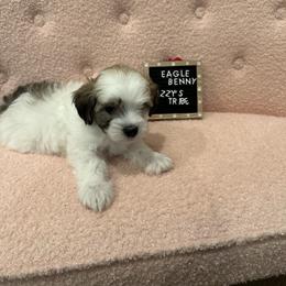 Eagle / Benny - Coton de Tulear puppy in Surprise, Arizona from Lizzy’s Tribe