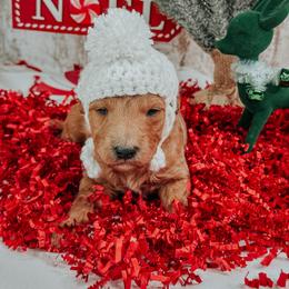 Blitzen - Cream male Goldendoodle puppy in Otisville, Michigan from Danie’s Darling Doodles LLC