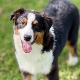 Knit - Black tri-color male Australian Shepherd puppy in Crosby, Texas from Monarch Australian Shepherds