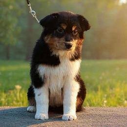 Black tri female - Black tri female Miniature American Shepherd puppy in New Mexico from Von Südwest German Shepherds and Mosaic Mini American Shepherds