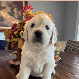 Golden Retrievers from Purebred Golden Paws
