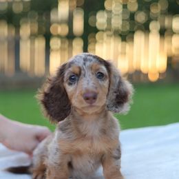 Nova - Dachshund