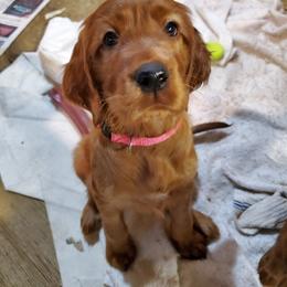 Irish Setter Puppies from Ol' Red Ranch