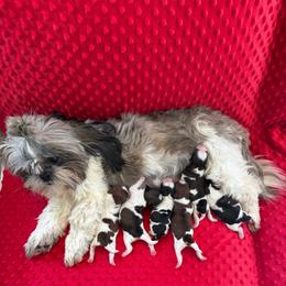 Honey Bee - Shih Tzu